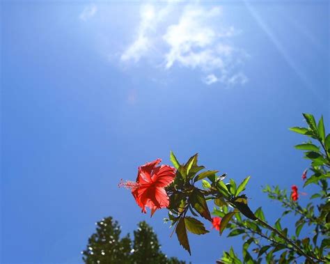 Red Hibiscus Flower Plant Hd Wallpaper Wallpaper Flare