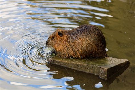 Nutria On The Banks Of The Vltava River In Prague The Capital Of The