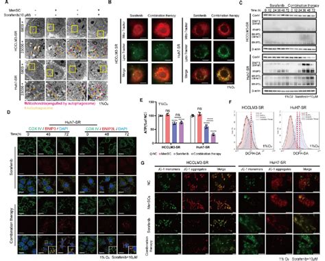 Combination Therapy Enhances Mitochondrial Disruption In Huh7 Sr Cells