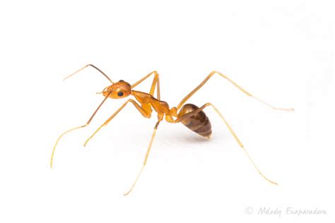 Ants Of Hi Hawaii Ant Lab