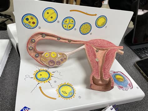 Fertilization Diagram Quizlet