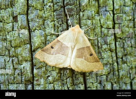 SCALLOPED OAK MOTH CROCALLIS ELINGUARIA Stock Photo Alamy