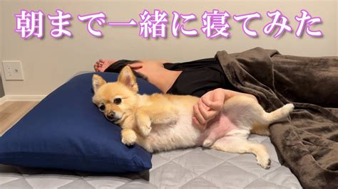 【モニタリング】8年間一緒の布団で寝てきた愛犬との夜が感動的でした Youtube