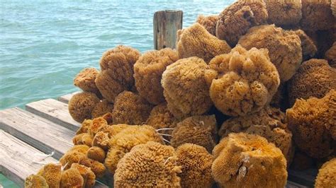 Sponges Oldest Creatures In The Sea