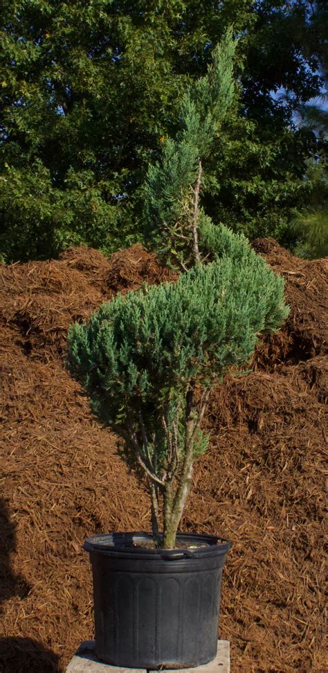 Junipers for Your Landscape | Twitty Nursery