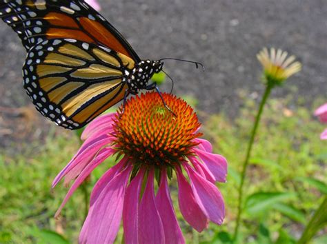 Echinacea Propriet Indicazioni Interazioni E Prezzo Prezzifarmaco Blog