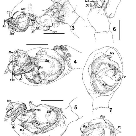 carapace   holotype  oculocornia orientalis dorsal  lateral
