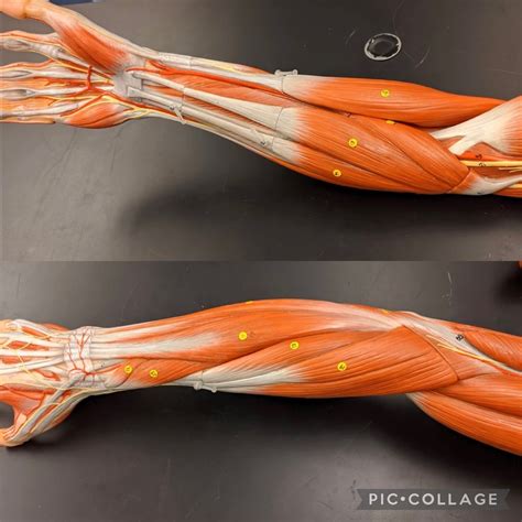 Forearm Pt Diagram Quizlet