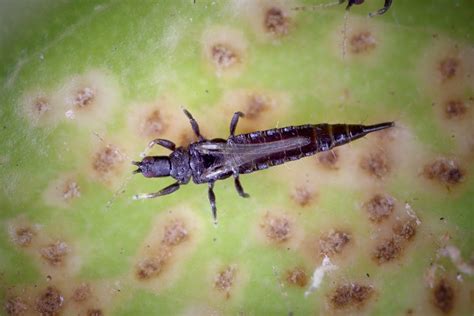 Top 10 Easy Ways To Eliminate Thrips In Your Home What S That Bug