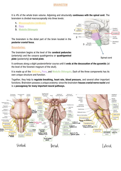 Solution Brainstem Studypool