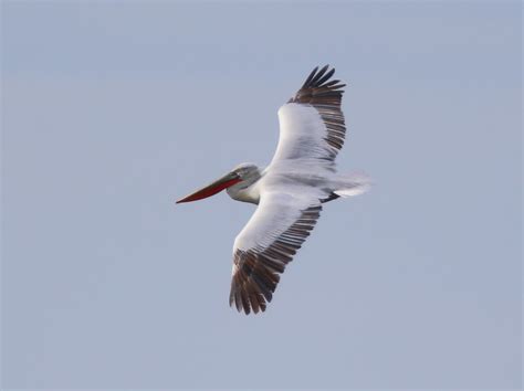 Monday 9th May 2016 Cornwall Bird Sightings - Cornwall Birding