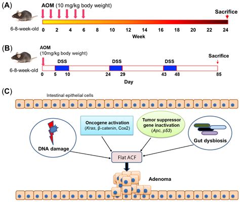 Biomedicines Free Full Text Mouse Models For Application In