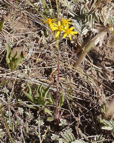 New Mexico Groundsel Plants Of Lone Mesa State Park Inaturalist