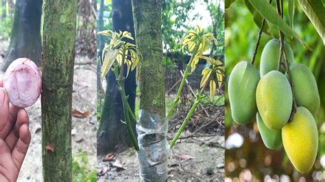 Multi Grafting On One Mango Tree How To Graft A Mango Tree Grafting