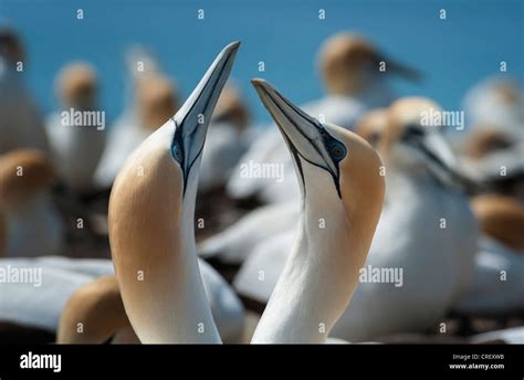 Gannet Pair In Greeting Ritual Stock Photo Alamy