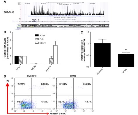 RBP FuS Binds To Neat1 A Short Segments Of RNA From FUS CLIP Seq