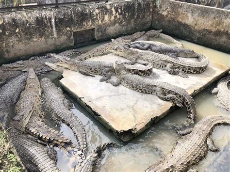 Taman Buaya Asam Kumbang Medan Serunya Selfie Bareng Buaya Cek