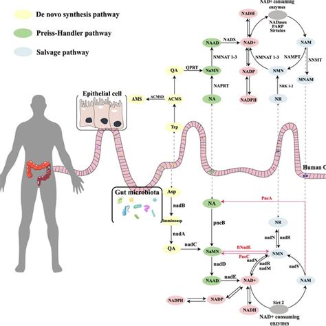 The Synthesis And Consumption Pathways Of Nad⁺ In Mammals And