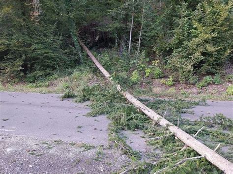 Baum drohte auf Straße zu stürzen Freiwillige Feuerwehr Stiwoll