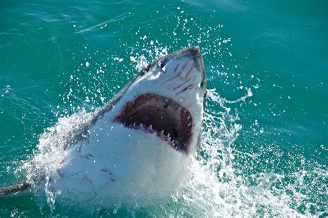 Great White Shark Breaching The Water With Jaws Open Great White Shark