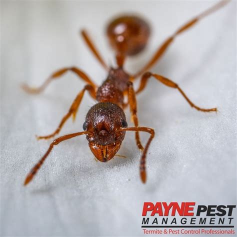 Ant Control Tips San Diego Pest Control Experts Payne Pest Mgmt