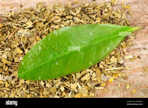 Mate Dried Ilex Paraguariensis Stock Photo Alamy