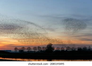 1,897 Starling swarm Images, Stock Photos & Vectors | Shutterstock