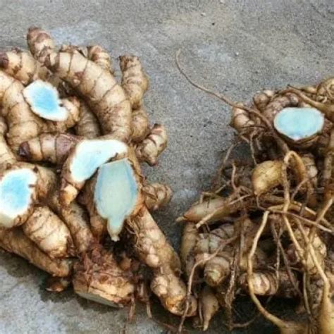 Gram Umbi Temu Hitam Erang Ireng Lotong Curcuma Aeruginosa Lazada