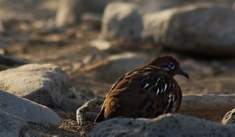 Darwin's Finches Galapagos Island Birds - Key Facts