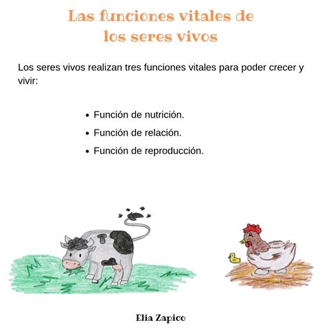 Las Funciones Vitales De Los Seres Vivos 4º Educación Primaria