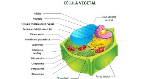 célula eucarionte vegetal by Briggitte on Prezi