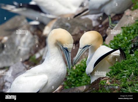 Gannet Pair Hi Res Stock Photography And Images Alamy