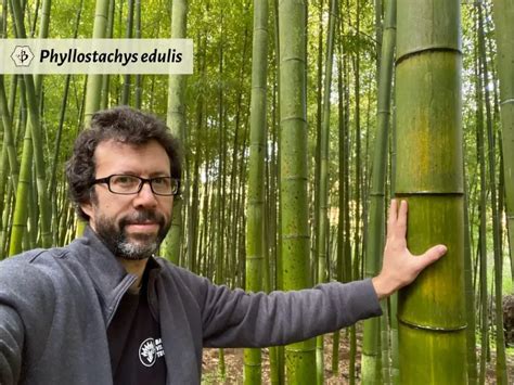 Phyllostachys Edulis Aka Moso The King Of Bamboo Bambu Batu