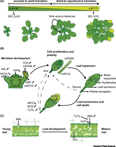 Age Dependent Abiotic Stress Resilience In Plants Trends In Plant Science