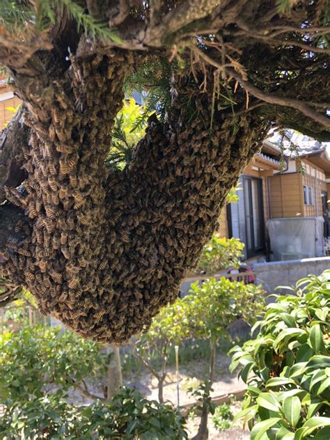 Yahooオークション 日本蜜蜂ニホンミツバチ