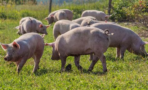 Características das principais raças suínas AGRONEGÓCIO