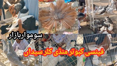 Fancy Pigeon Market Kallar Syedan Birds Mandi Fancy Kabootar Bazar