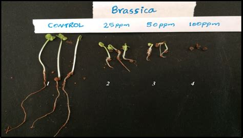 Mustard Seed Plant Life Cycle