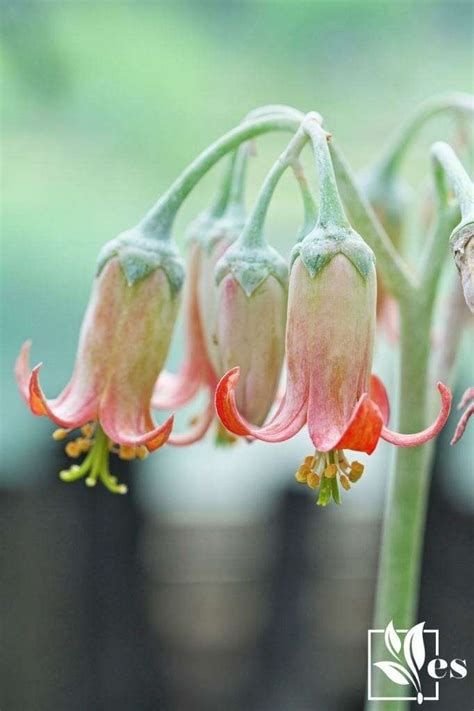 Cotyledon Pendens: Discover How To Grow and Propagate This Succulent