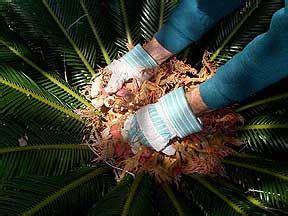 Sago Palm Seeds Germination