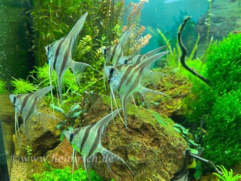 Altum Skalar Spec Rio Inirida Med Wfnz Er Gruppe Pterophyllum