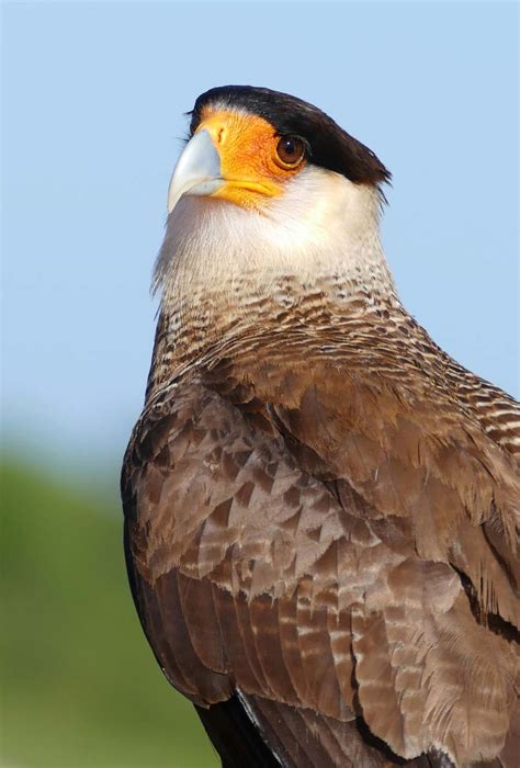 Birds of Belize: 20 Cool Species (You Must See)