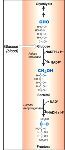 Biochem Exam 2 Metabolism Of Disaccharides And Monosaccharides