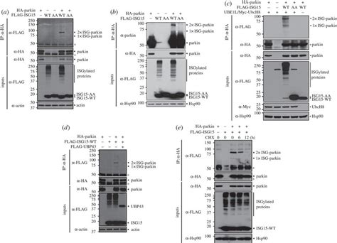 Parkin Is A Target Of ISGylation A B HEK293 Cells Were Transfected