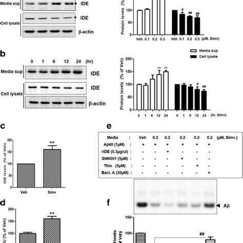 Pdf Statins Induce Insulin Degrading Enzyme Secretion From Astrocytes