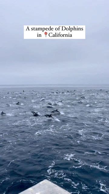 Dolphins Swimming In The Ocean On A Cloudy Day With Caption That Reads