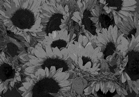 Black and white Sunflower mural wallpaper - TenStickers