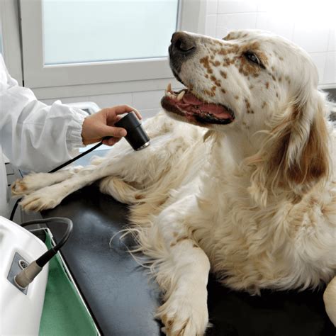 Pet Ultrasound Near Me 95118 and 94063 - Wildwood Veterinary Hospital