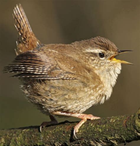 Wren The Wren Is Instantly Recognisable As A Tiny Warm Brown Bird With