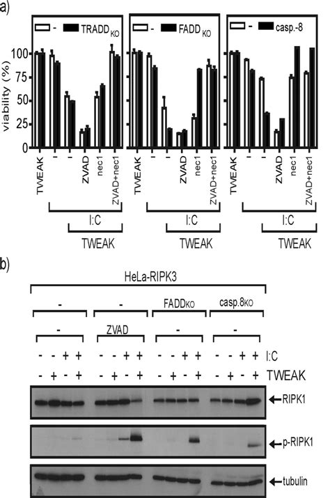 Role Of Tradd Fadd And Caspase In Poly I C Tweak Induced Cell